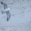 Fulmar boréal